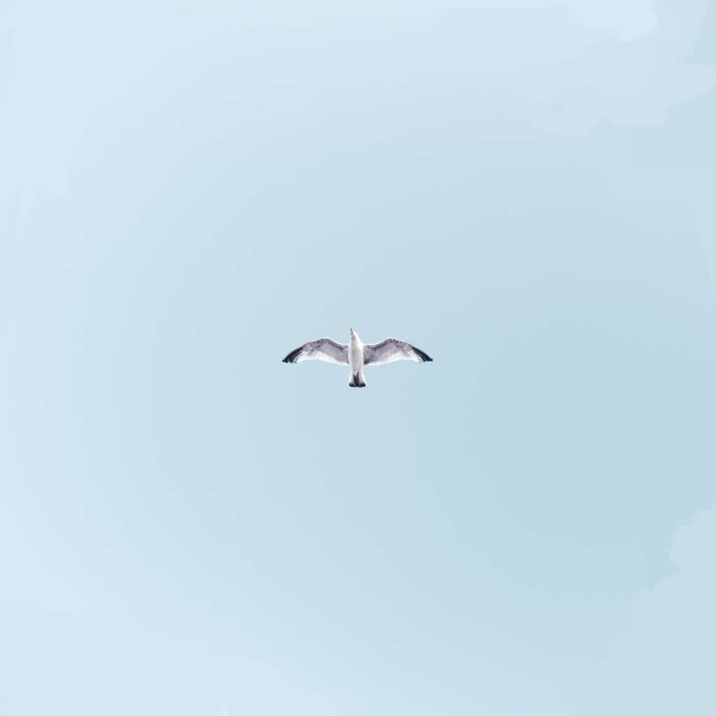 a bird flying in the simple sky with stability shows the subtle art of understanding the core concepts